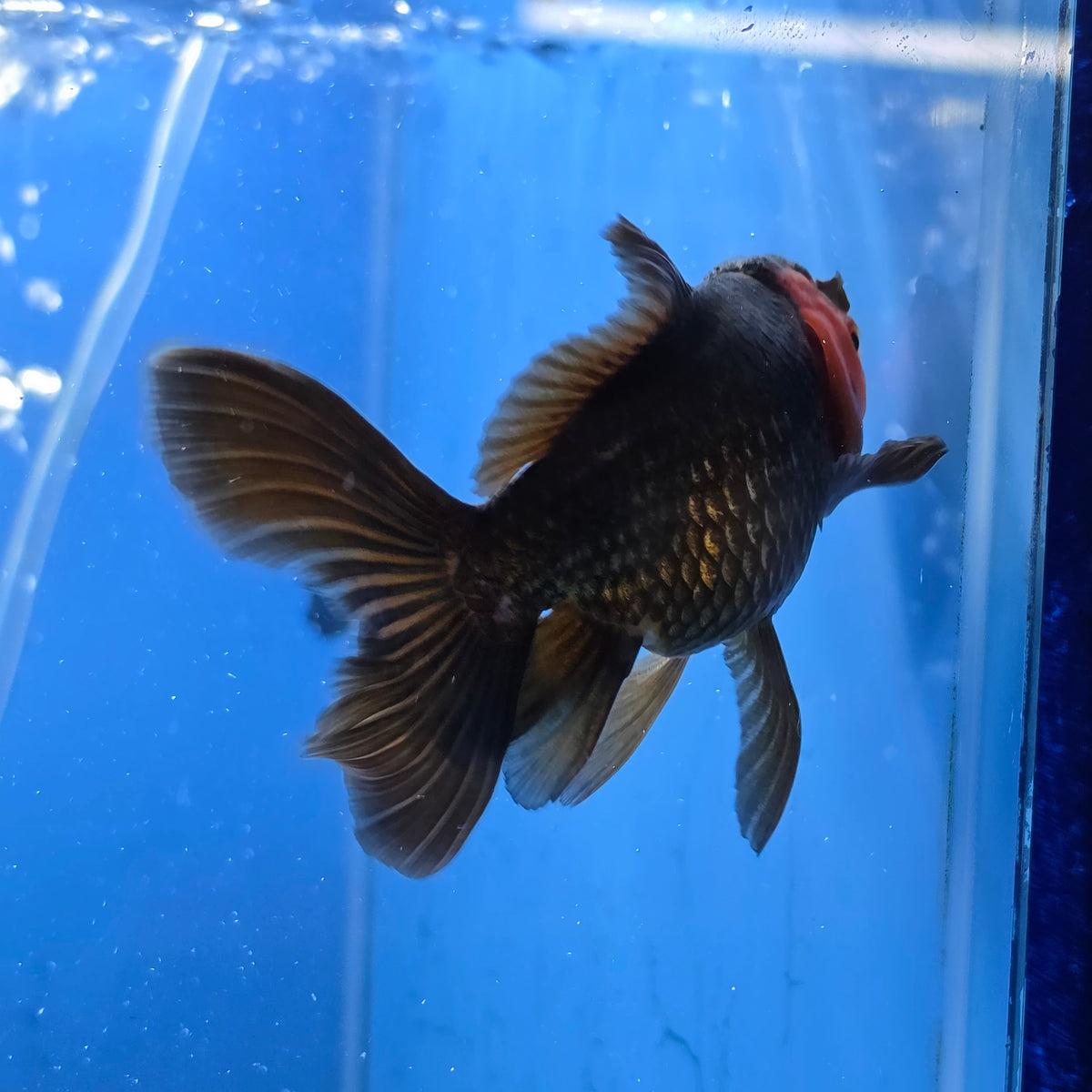 Thai Oranda Red Cap Black 2.50" Body Female (FEB-747)R2B01
