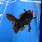 Thai Oranda Red Cap Black 2.50" Body Female (FEB-747)R2B01