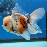 Thai Oranda Lemon Head Calico Shogun Farm 3.5" Body male 8mths(FEB-578A)R3B02