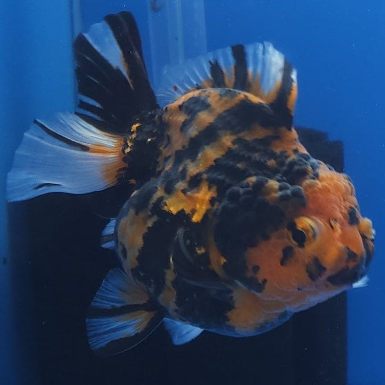 Thai Oranda Apache 3.5” Body Female(FEB-357)SHOWTANKB