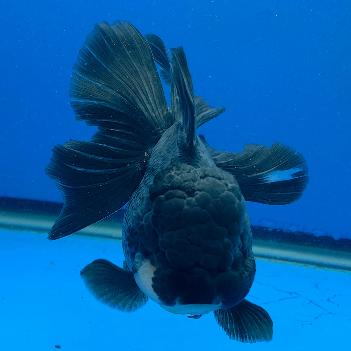 Thai Oranda Super Black 3.5" Body Female (FEB-852)R2A06