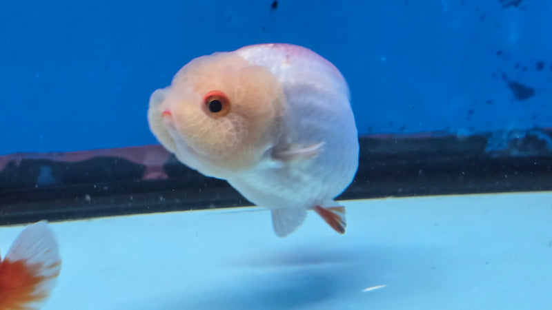 Thai Red/White Lionchu Ranchu 2.75 inch Body Male (NNN-2086)R4C08