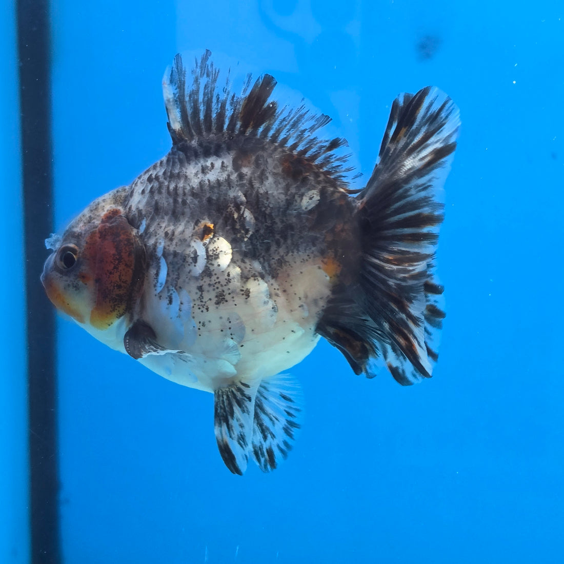 Thai Oranda Calico Shogun Farm 3.5" Body Male 8mths(FEB-553)R3A02
