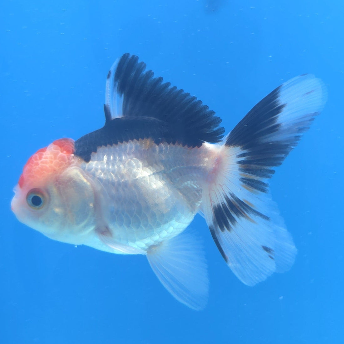 Thai Oranda Tri-Color 2.5” Male(FEB-672)R3B03