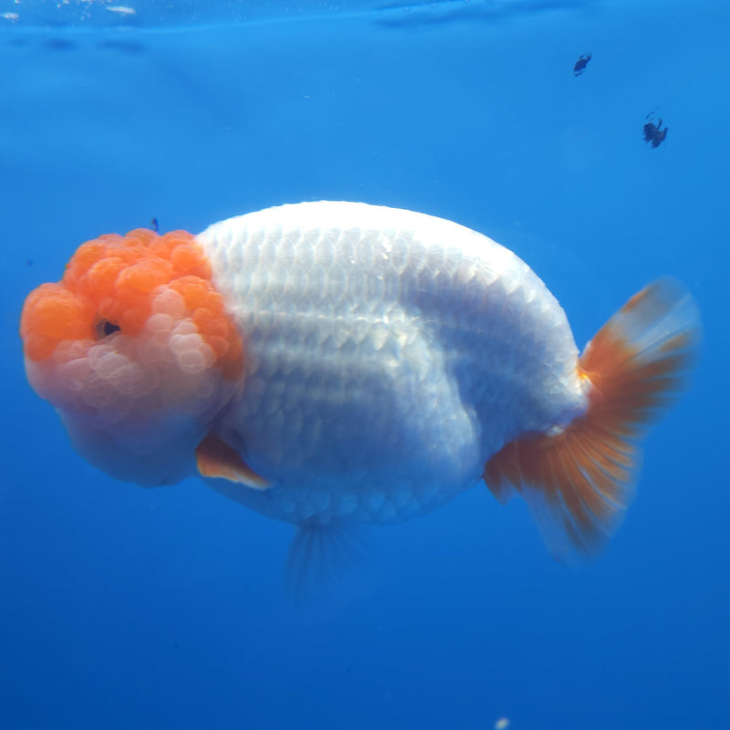 Thai Jumbo Ranchu Red & White 5in Female (FEB-215)SHOWTANK2