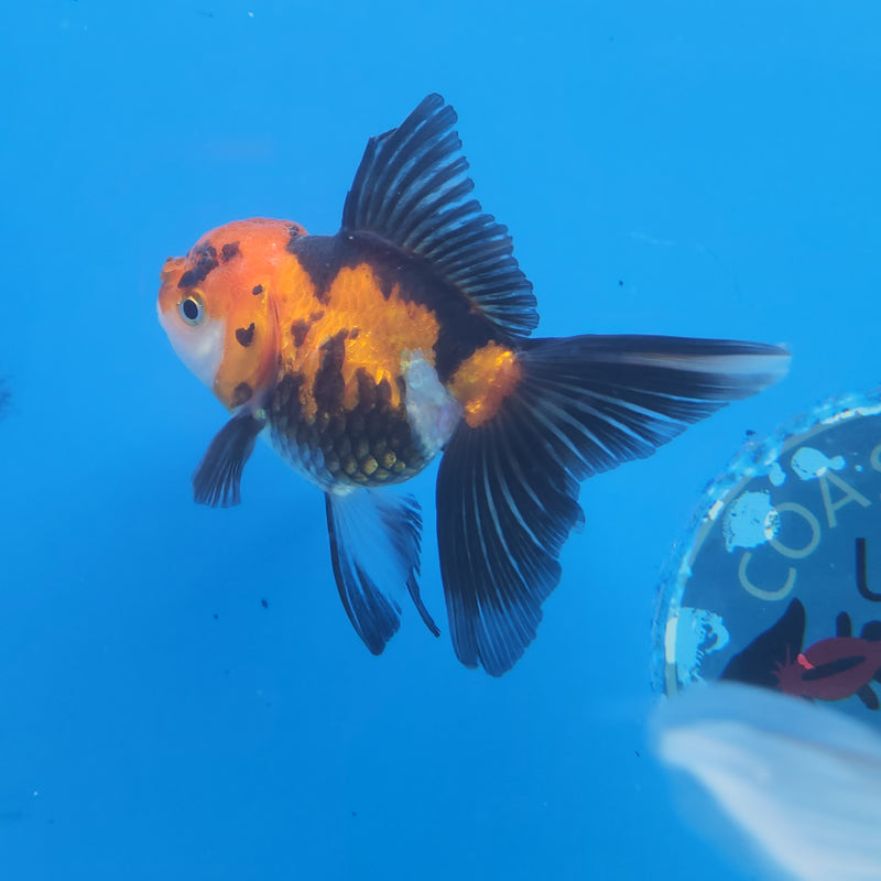Thai Oranda Apache-Tri  2.5 F (FEB-181)R3A07