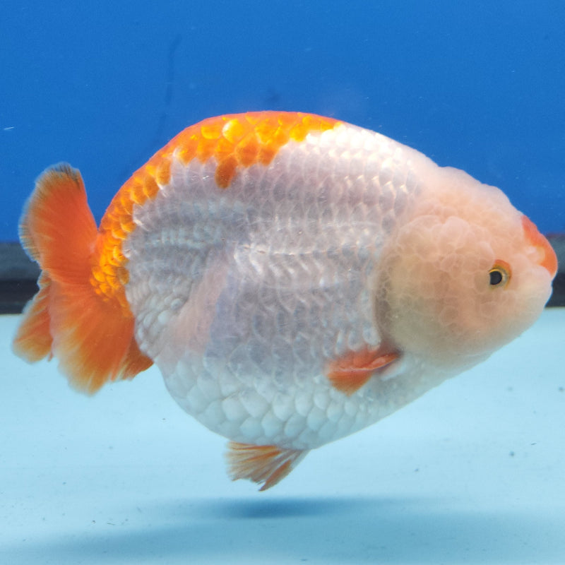 Chinese Ranchu Red & White 3.5” Body Male(FEB-348)R2B13