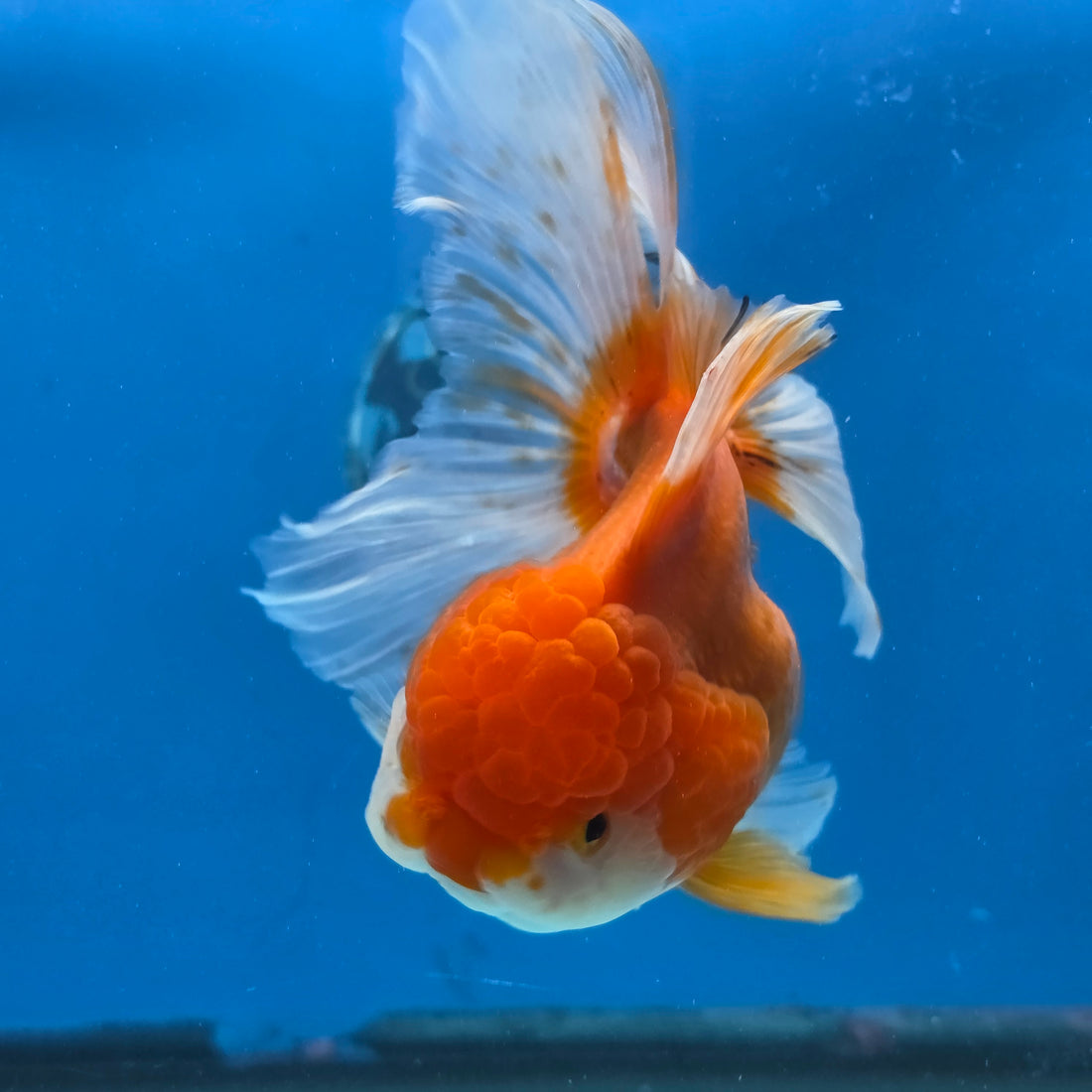 Thai Oranda Red and White 4.5" Body Female 9mths(FEB-572)R3A01