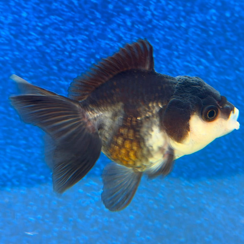 Thai Oranda Panda 2.5in Female (FEB-479)R3B12