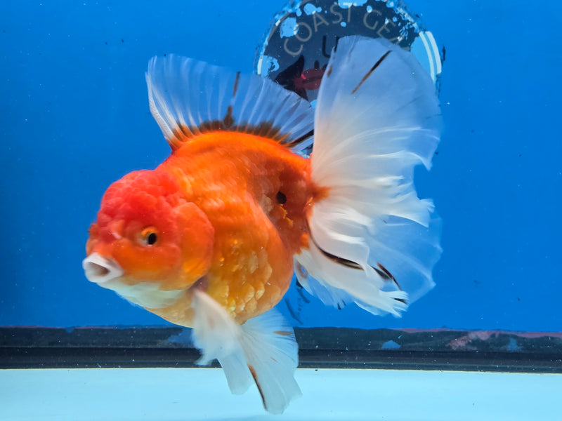 Thai Premium Jumbo Sakura Calico Orchid Tail 4.50 inch Body Oranda Male (QGF-JO1040)