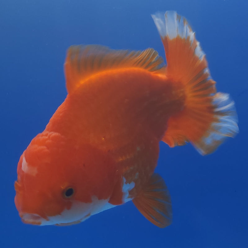 Thai Jumbo Oranda Red & White 4.5in Female (FEB-240)BLUETUB1