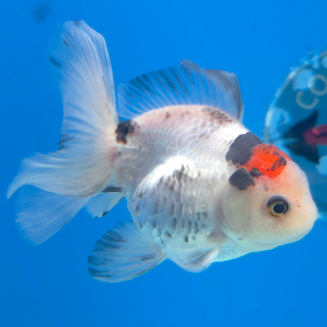 Thai Oranda Tri-Color 3.5” Male(FEB-636)R3B15