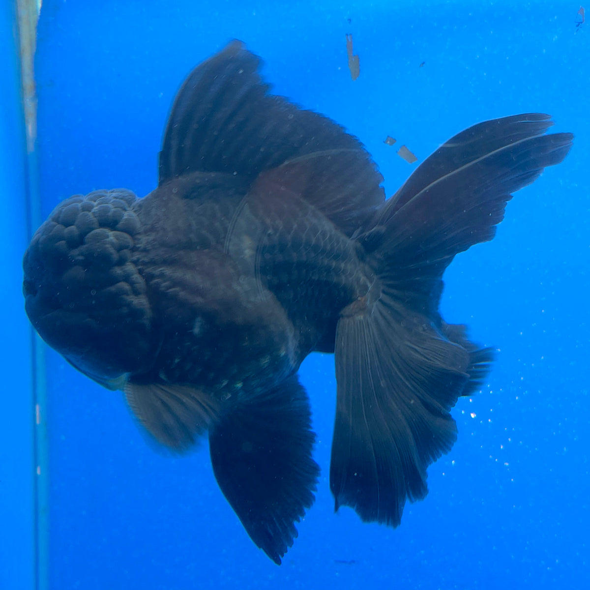 Thai Oranda Super Black 3.5" Body Male (FEB-853)R2A06