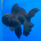 Thai Oranda Super Black 3.5" Body Male (FEB-853)R2A06