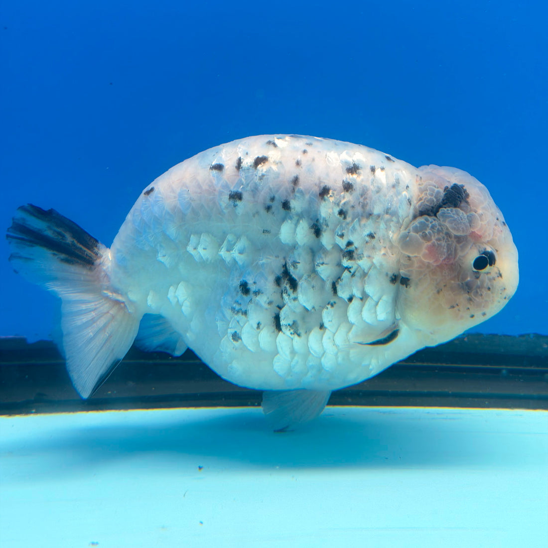 Thai White Granite Ranchu 4” Body Female(FEB-391) SHOWTANKB