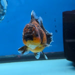 Thai Oranda Tiger Shogun Farm 3.5" Body Female 8mths(FEB-555)R3A02