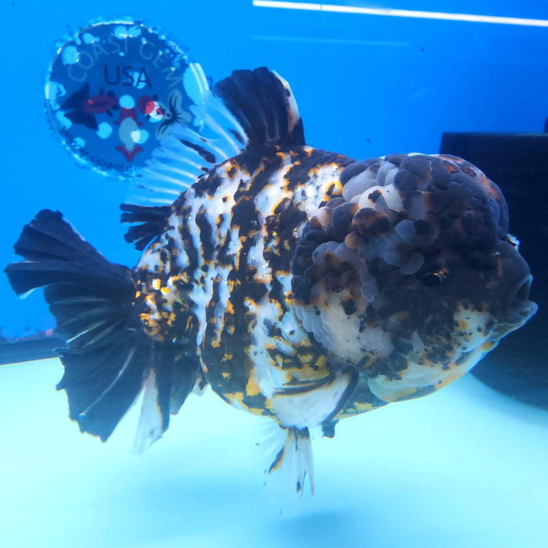 Thai Jumbo White Tiger Orchid Tail Oranda by NK THAILAND 5.00 inch Body (NKT-FEB-375)