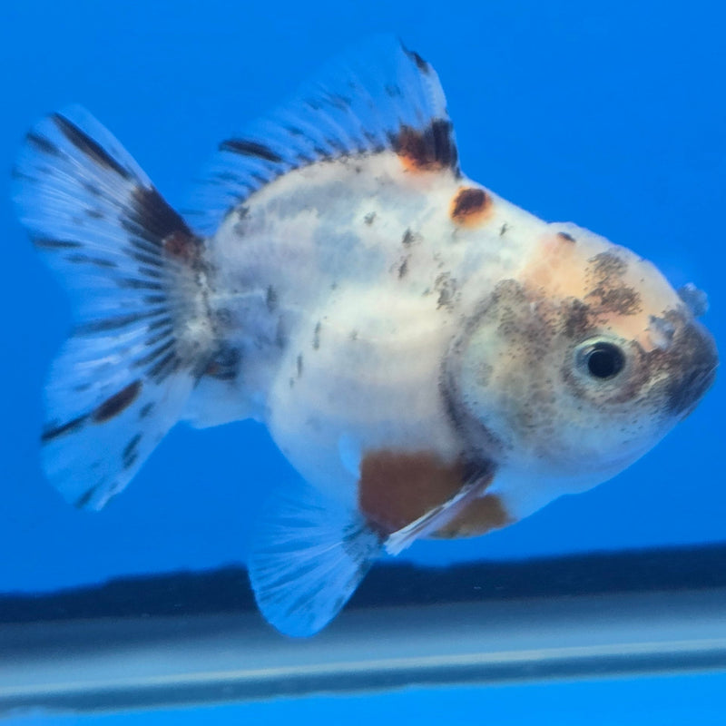 Thai Shogun Calico Oranda 2.5" Body Male A+ Grade(CK-606)R3A01