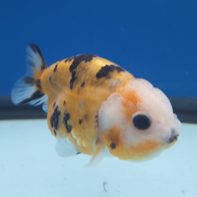 Chinese Ranchu Tiger 2.5in Female (FEB-329)R3B16