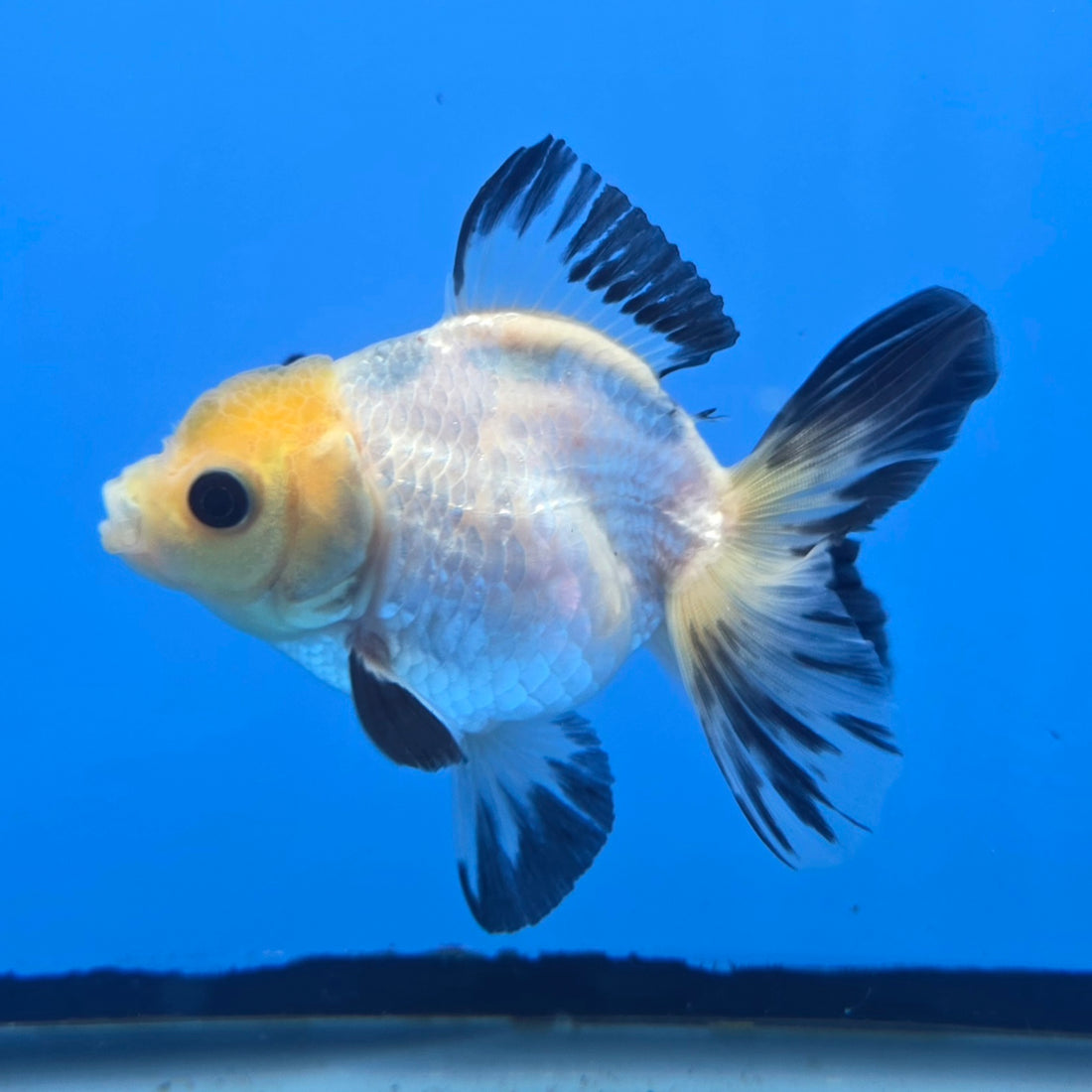 Thai Oranda Lemon Head Panda Jumbo Breed 2.8" Body Female 8mths(FEB-543)
