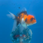 Thai Oranda Tri-Color 3.5” Female(FEB-707)R1A07