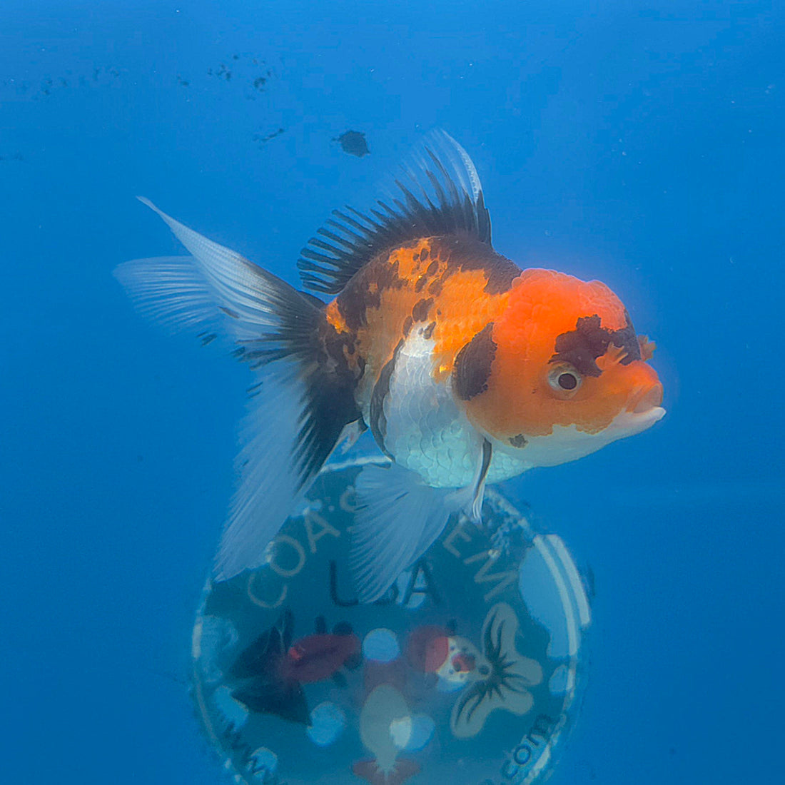 Thai Oranda Tri-Color 3.5” Female(FEB-707)R1A07