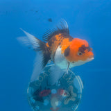 Thai Oranda Tri-Color 3.5” Female(FEB-707)R1A07