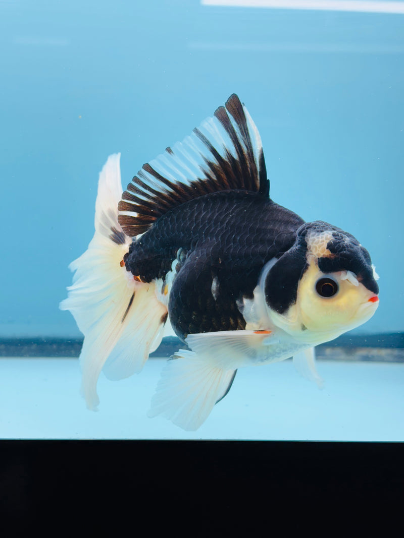 Thai Panda Orchid Tail Oranda 3.50 inch Body (KP-214)R1A11