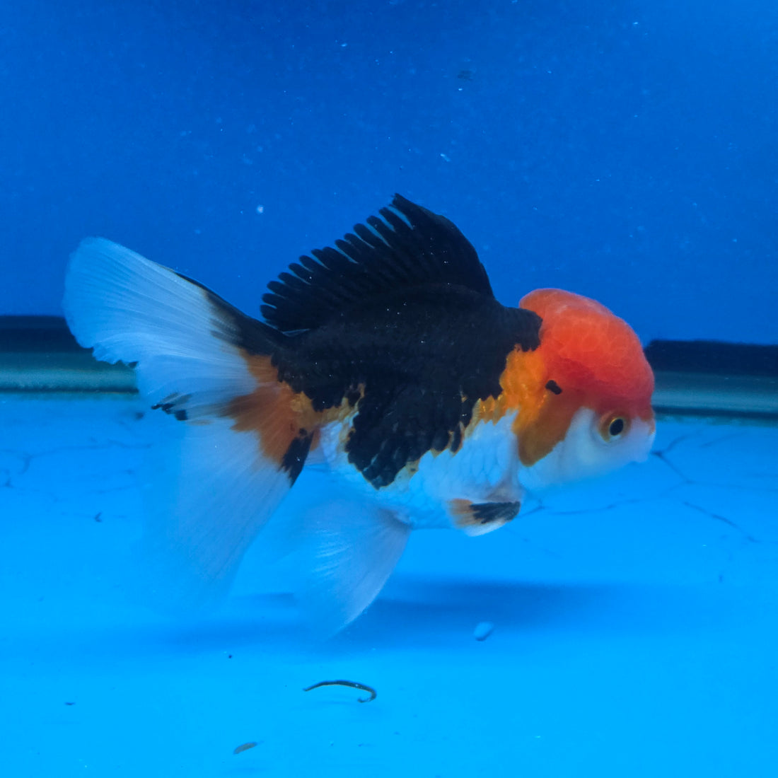Thai Oranda Red Cap Tri Color Color 3.5 in Body Male (FEB-537)R3A03