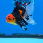 Thai Oranda Apache Butterfly Tail 3.5 in Male (FEB-517)R3A08