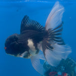 Thai Oranda Panda 3.5” Male(FEB-709)R1A07