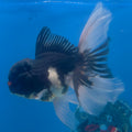Thai Oranda Panda 3.5” Male(FEB-709)R1A07