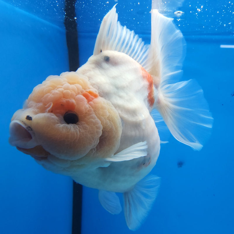 Thai Jumbo Red & White Sakura Orchid Tail Oranda by NK THAILAND 5.00 inch Body (NKT-FEB-373)