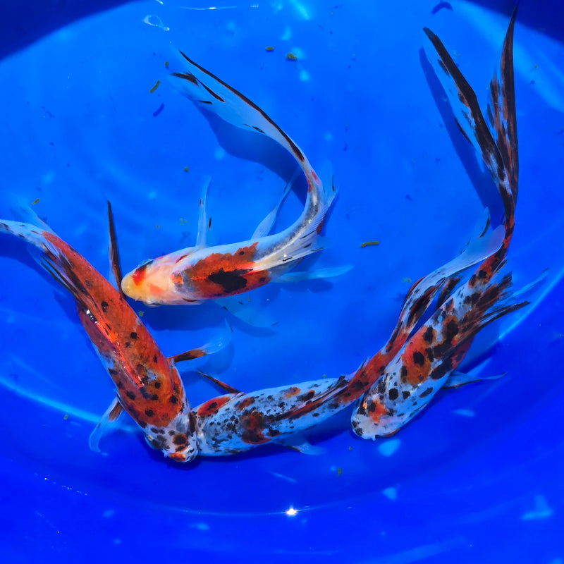 Shubunkin Goldfish 5.00 inch