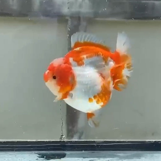 Thai Jumbo Red/White Yuanbao 4.50 inch Body (QGF-JO1209)Showtank