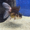 Thai Oranda Panda 2.5"male(FEB-657)R3B21