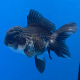 Thai Oranda Panda 3.5" Body Female (FEB-768)R2B07