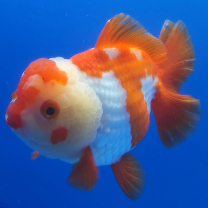 Thai Jumbo Oranda Red & White 5in Female (FEB-228)BLUETUB2