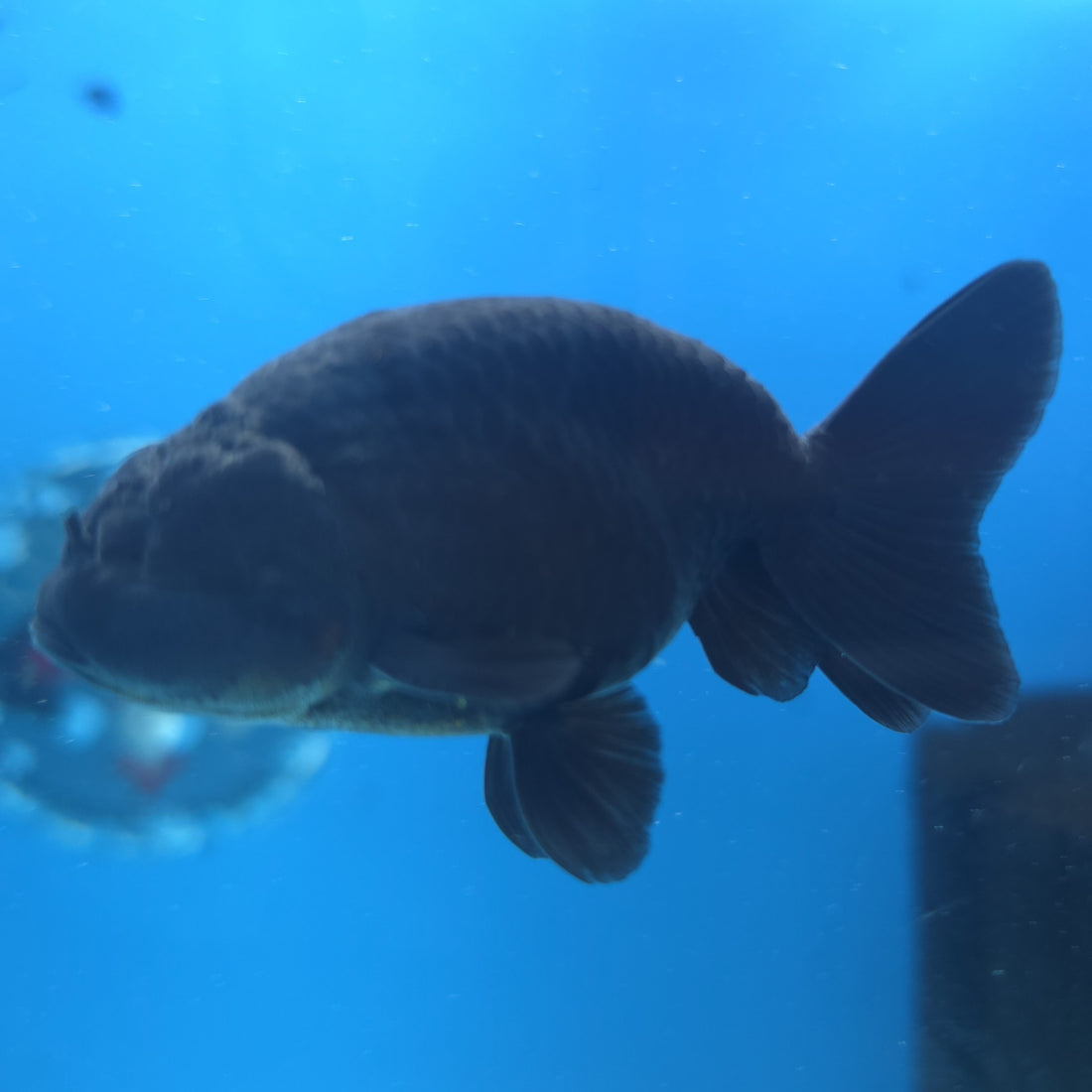 Thai Ranchu Super Black 2.5” Female(FEB-669)R3B03