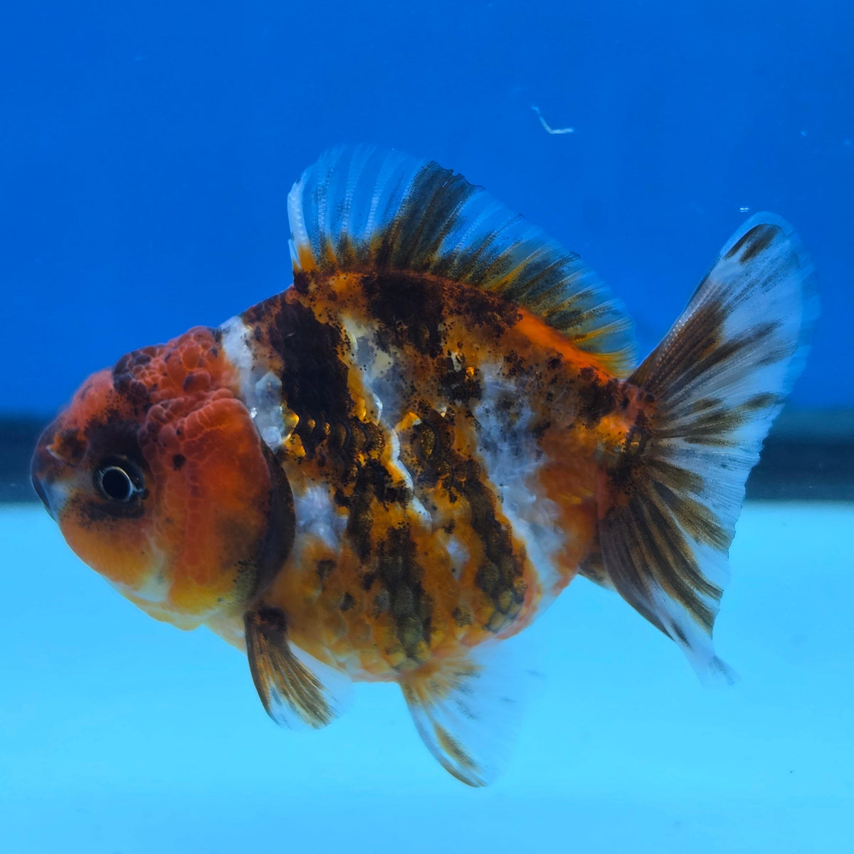Thai Oranda Tiger Shogun Farm 2.8" Body Female 6mths(FEB-583)R3B02