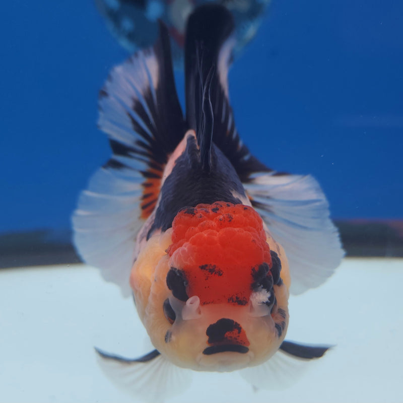 Thai Jumbo Oranda Tri-Color 5in Female (FEB-218)BLUETUB2
