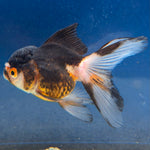 Thai Oranda Panda Tri-Color 2" Female (FEB-491)
