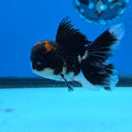 Thai Oranda Red Cap Panda Color 3 in Body Male (FEB-535)R3A03