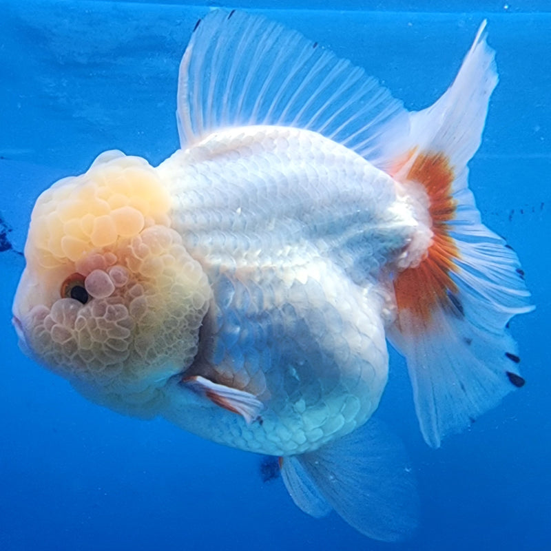 Thai Oranda JUMBO Lemon Head Red/White 4” Body Female(CK-1433)BLUETUB2