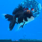 Thai Oranda Red Cap Panda Color 3 in Body Male (FEB-535)R3A03