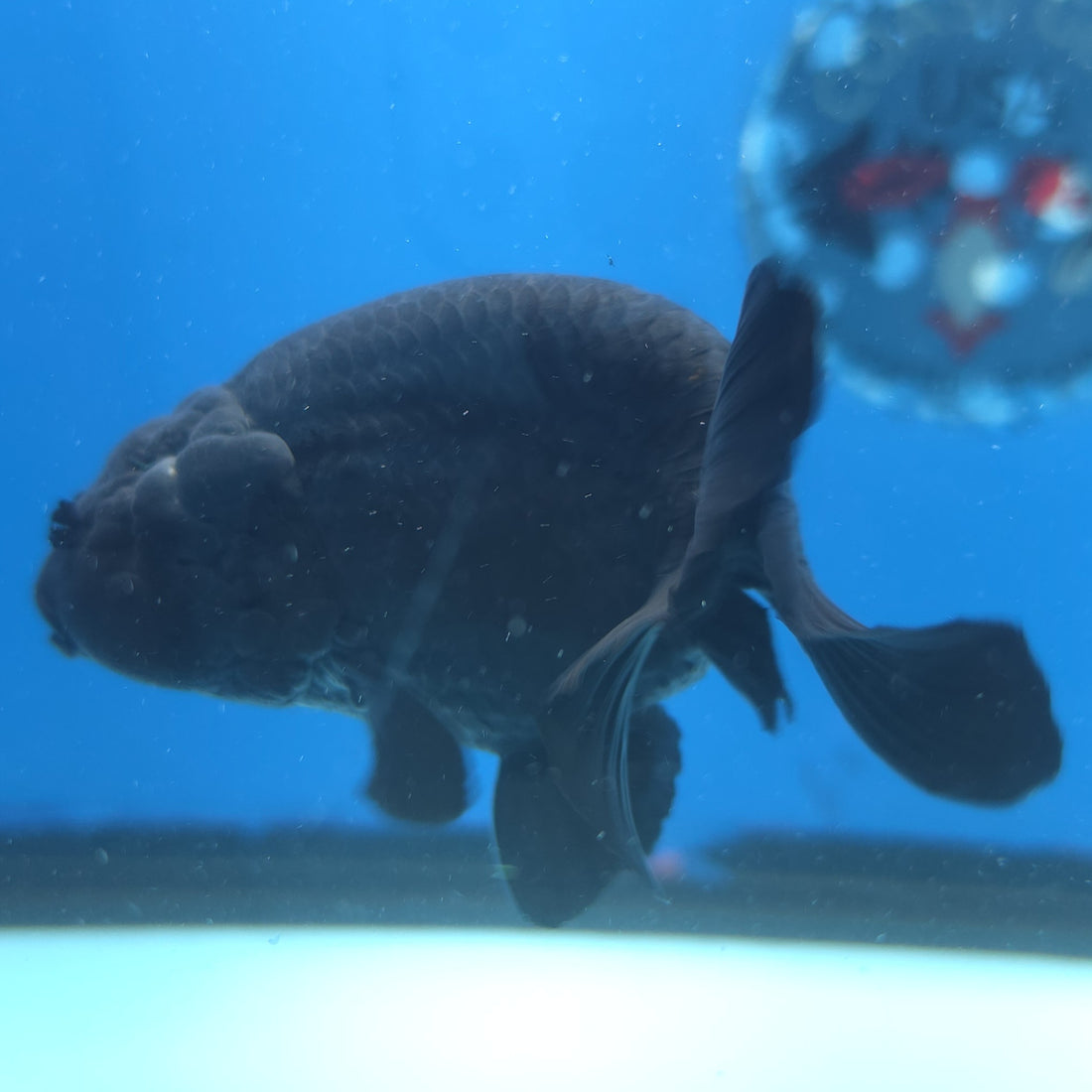 Thai Ranchu Super Black 3.5” Female(FEB-665)R3B04