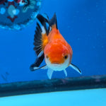 Thai Oranda Tri Color 3 in Body Female (FEB-521)R3A08