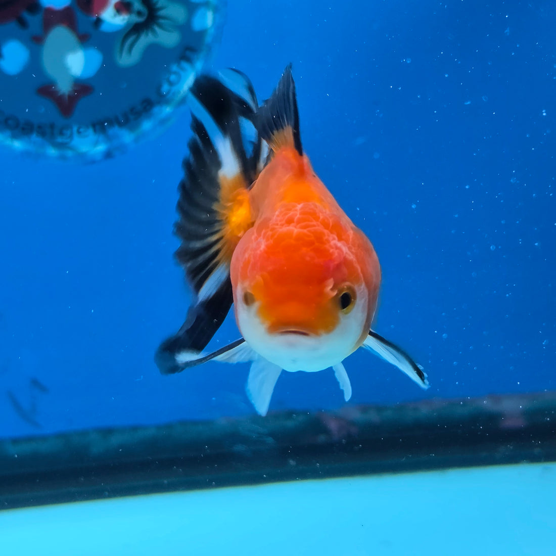 Thai Oranda Tri Color 3 in Body Female (FEB-521)R3A08