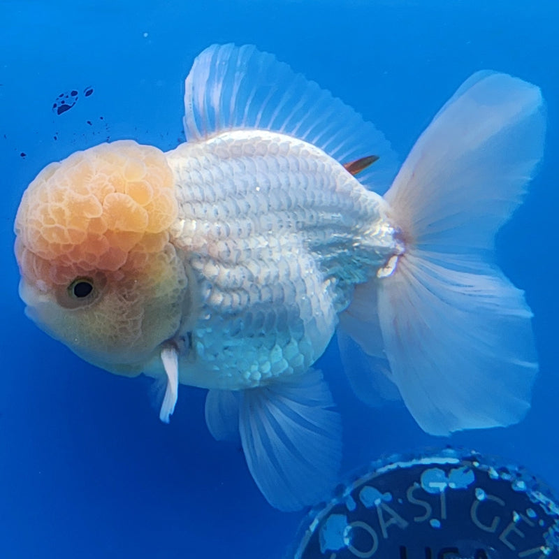 Thai Oranda Lemon Head Full White 3.5” Body Male(CK-1437)BLUETUB2