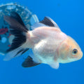 Thai Oranda Lemonhead Panda 2.5” Male(FEB-635)R3B15